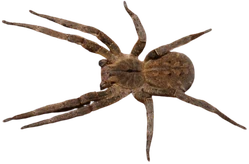 Aranha-armadeira
