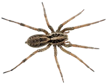Aranha-lobo