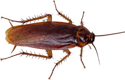 Barata-de-esgoto