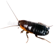 Barata oriental