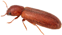 Broca-da-madeira-seca