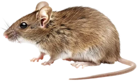 Camundongo