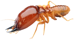 Cupim arbóreo
