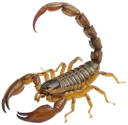 Escorpião-marrom