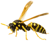 Marimbondo