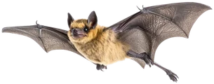 Morcego