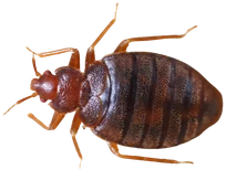 Percevejo-de-cama