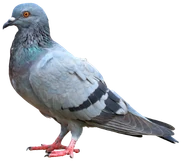 Pombo-doméstico