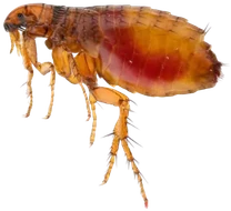 Pulga